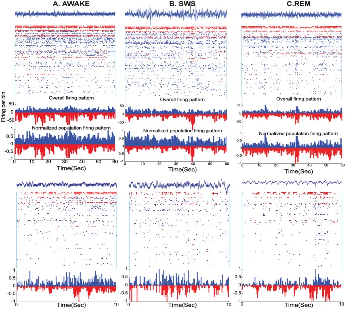 Dynamic Balance of Excitation and Inhibition in Human and Monkey Neocortex