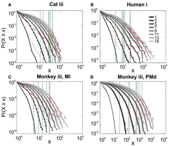 Avalanche Analysis from Multielectrode Ensemble Recordings in Cat, Monkey, and Human Cerebral Cortex during Wakefulness and Sleep