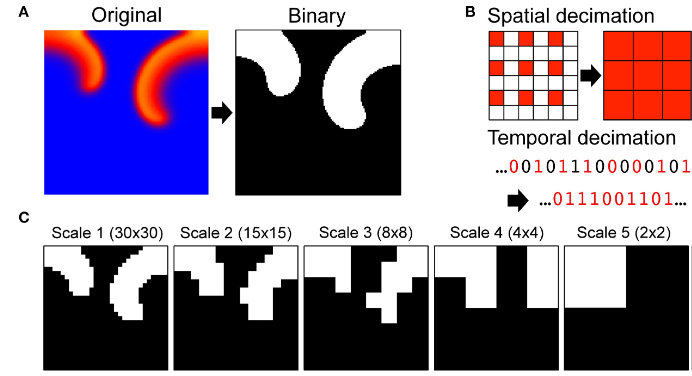 Causal Scale of Rotors in a Cardiac System