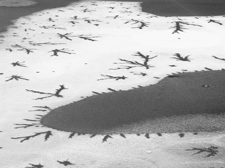 Ice formation on Walden Pond resembling a neuron — 11