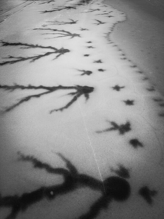 Ice formation on Walden Pond resembling a neuron — 2