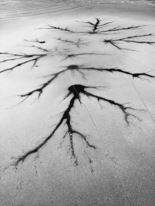Ice formation on Walden Pond resembling a neuron — 8