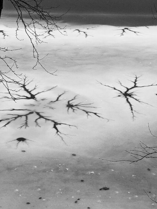 Tree branches above ice formations at Walden Pond — 1