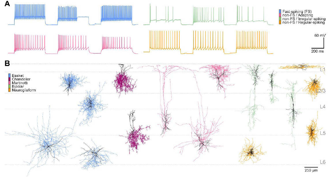 Morphoelectric properties of inhibitory neurons shift gradually and regardless of cell type along the depth of the cerebral cortex