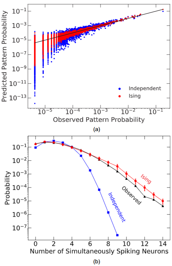 Ensemble inhibition and excitation in the human cortex: An Ising-model analysis with uncertainties