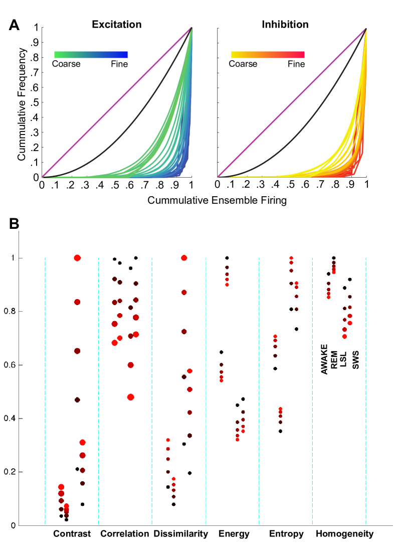 Symmetry’s Edge in Cortical Dynamics Multiscale Dynamics of Ensemble Excitation and Inhibition