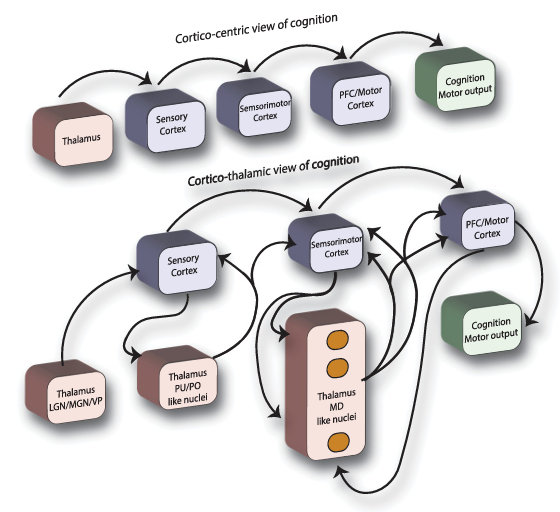 A Computational Perspective of the Role of the Thalamus in Cognition